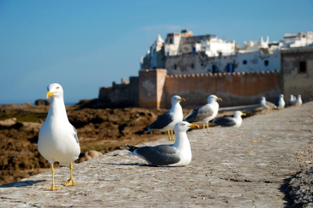 Full Day Tour to Essaouira, Beach and Argan Forest from Marrakech, Morroco